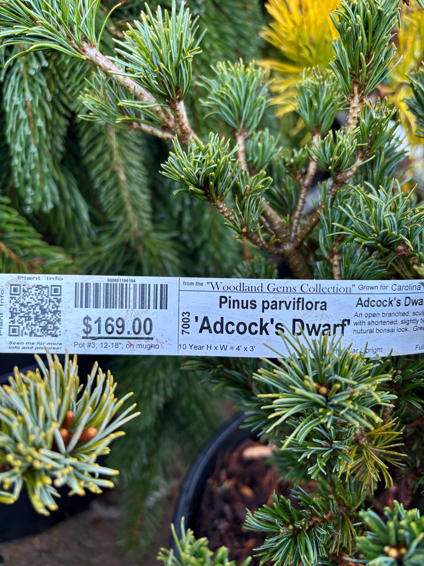 Pinus parviflora ‘Adcock’s Dwarf’ on mugo understock