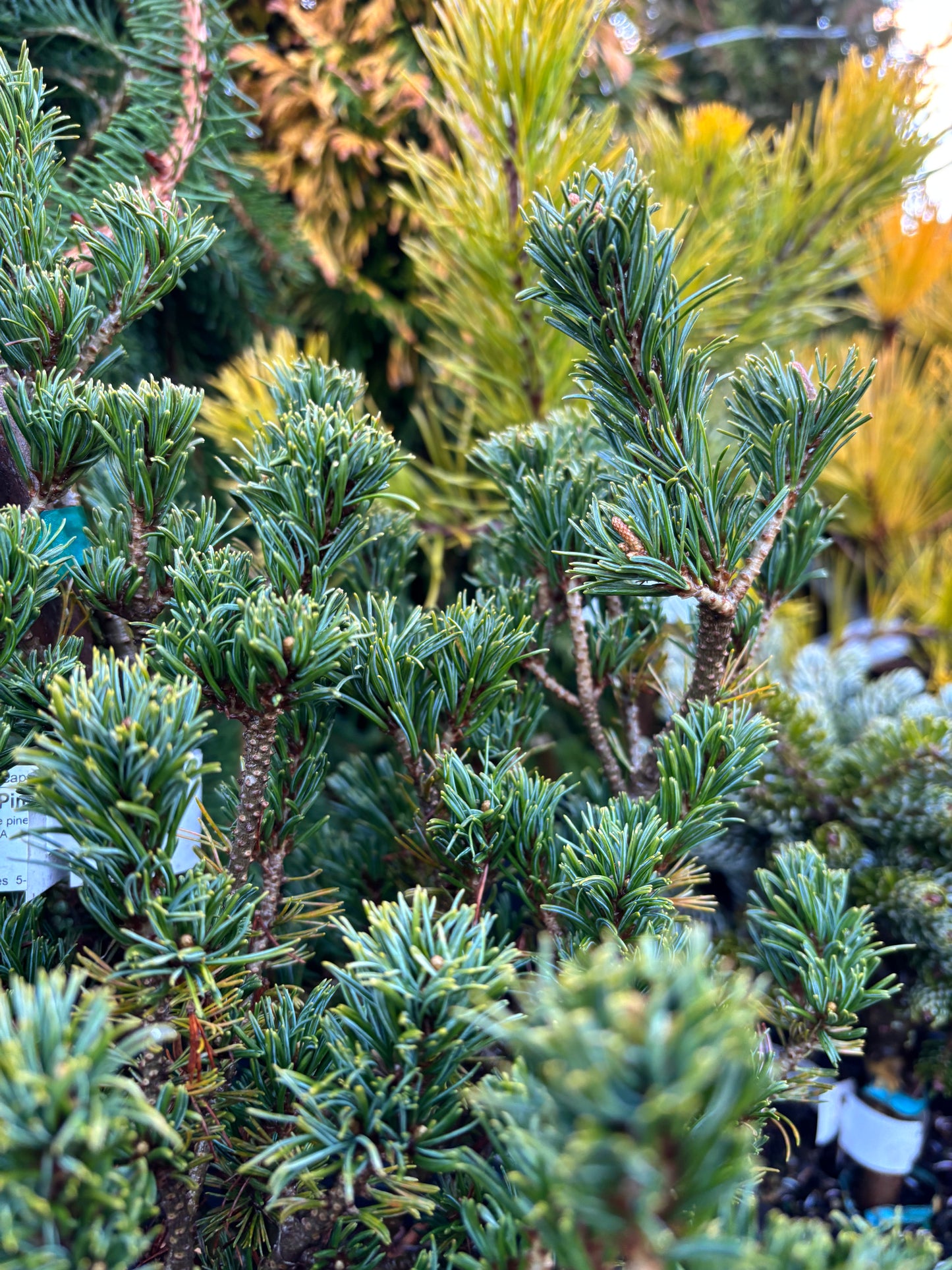 Pinus parviflora ‘Adcock’s Dwarf’ on mugo understock