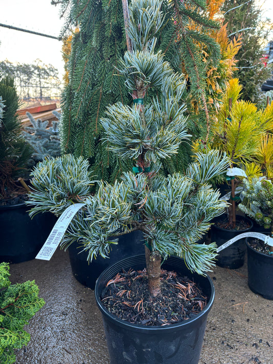 Pinus parviflora ‘Koru’