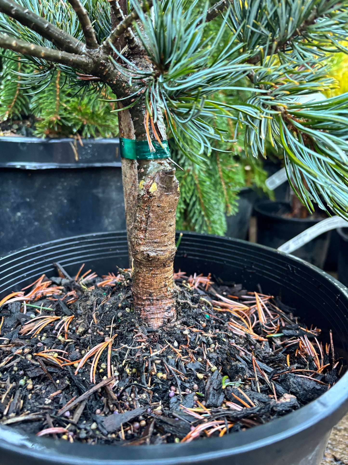 Pinus parviflora ‘Koru’