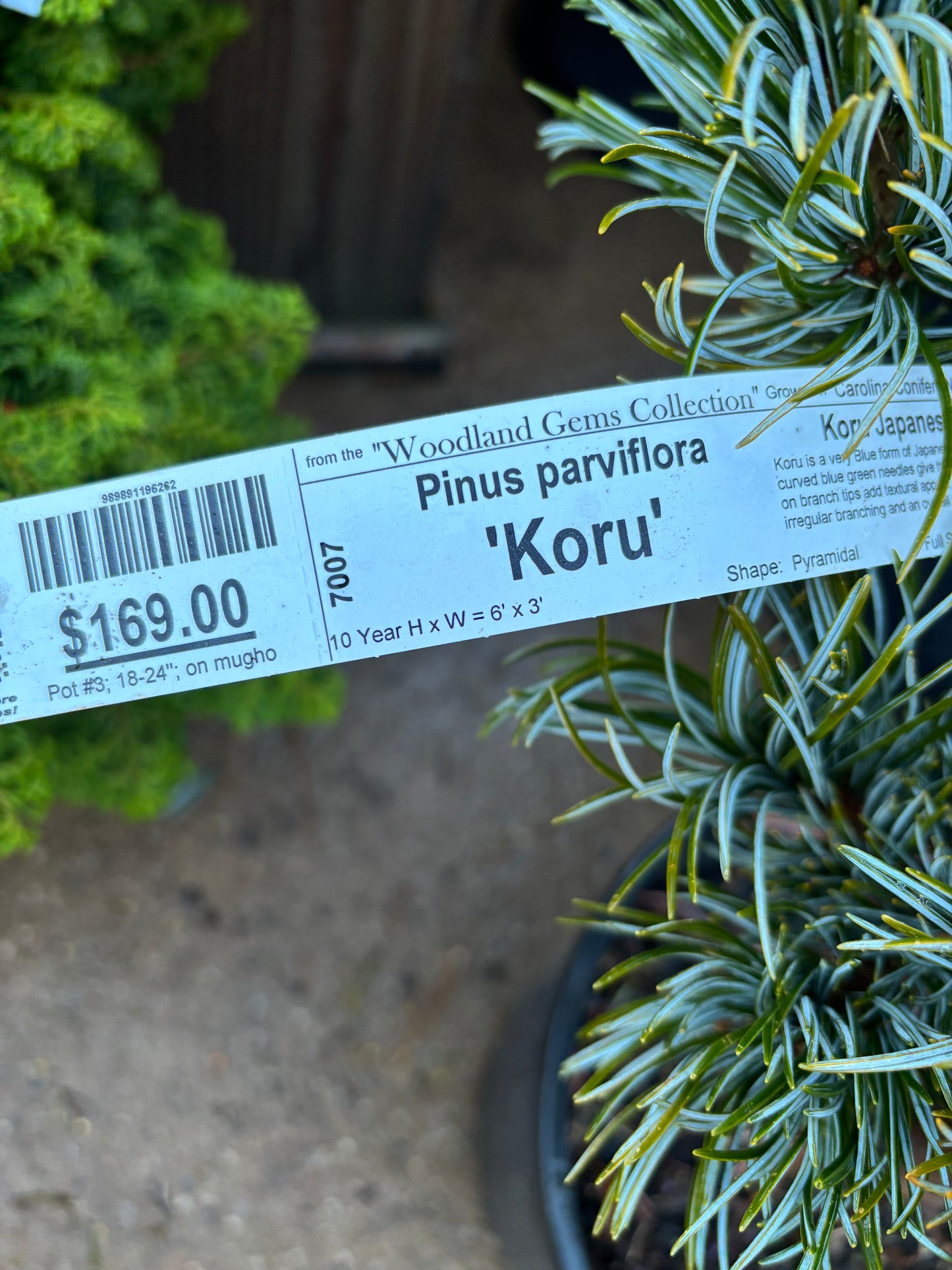 Pinus parviflora ‘Koru’