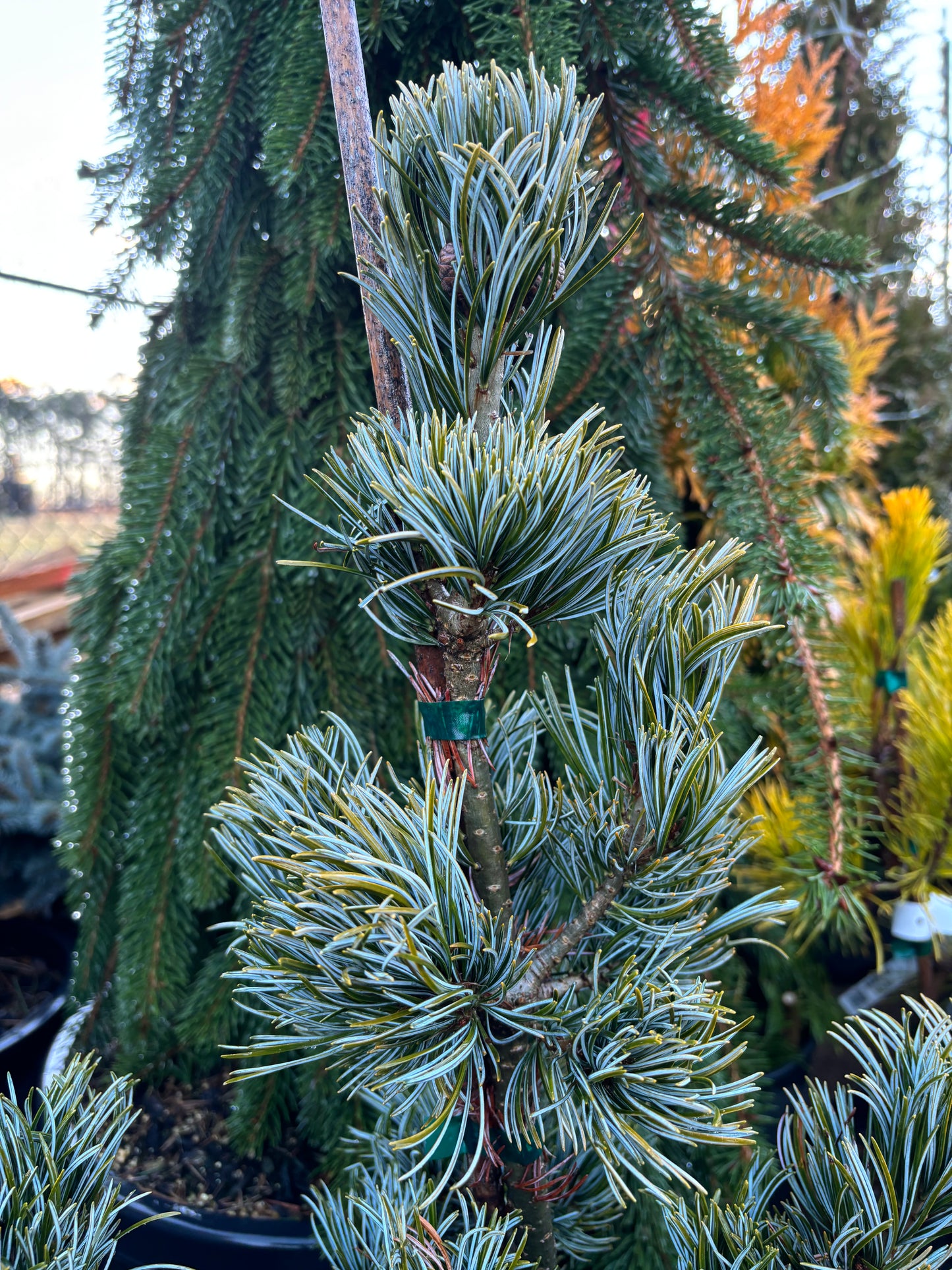 Pinus parviflora ‘Koru’