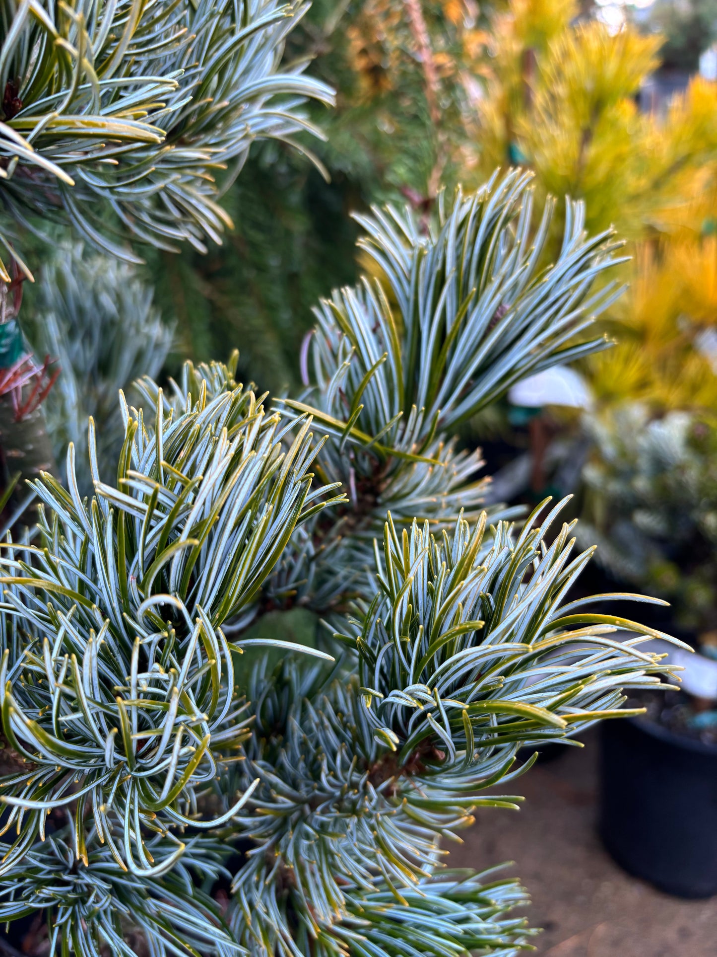 Pinus parviflora ‘Koru’
