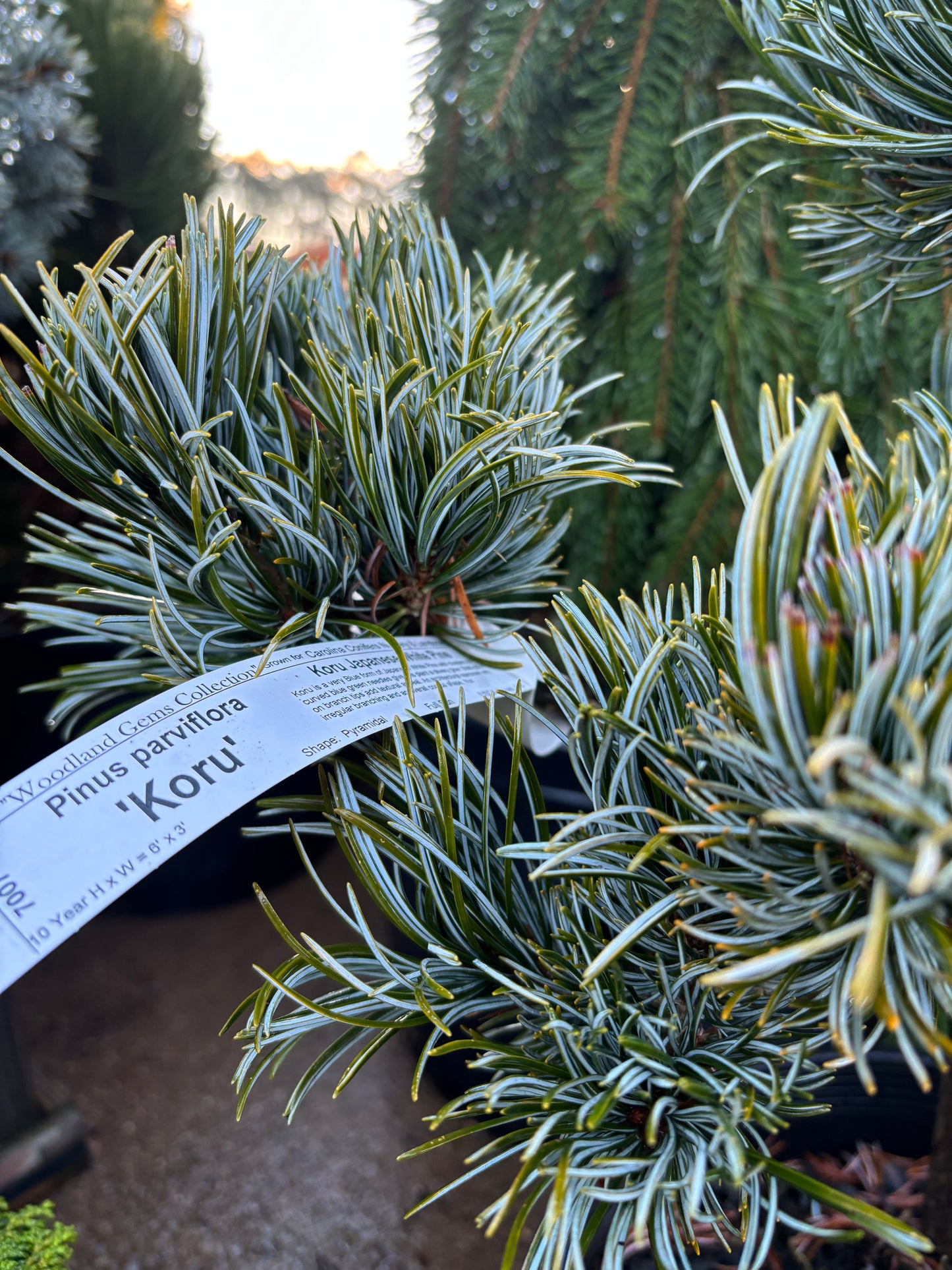 Pinus parviflora ‘Koru’