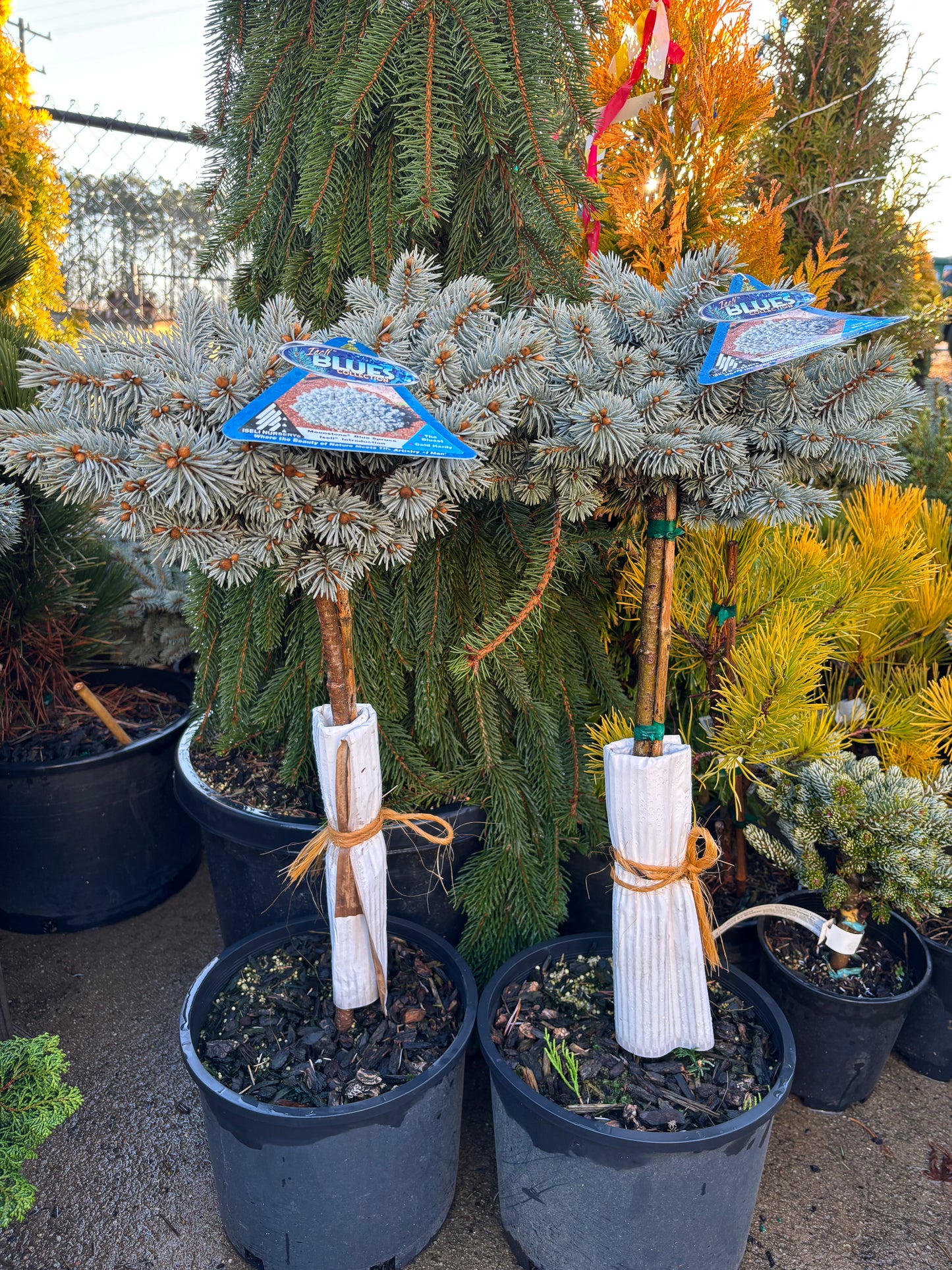 Picea pungens ‘Moonstone’ Dwarf Colorado Blue Spruce