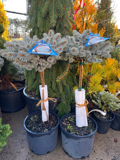 Picea pungens ‘Moonstone’ Dwarf Colorado Blue Spruce