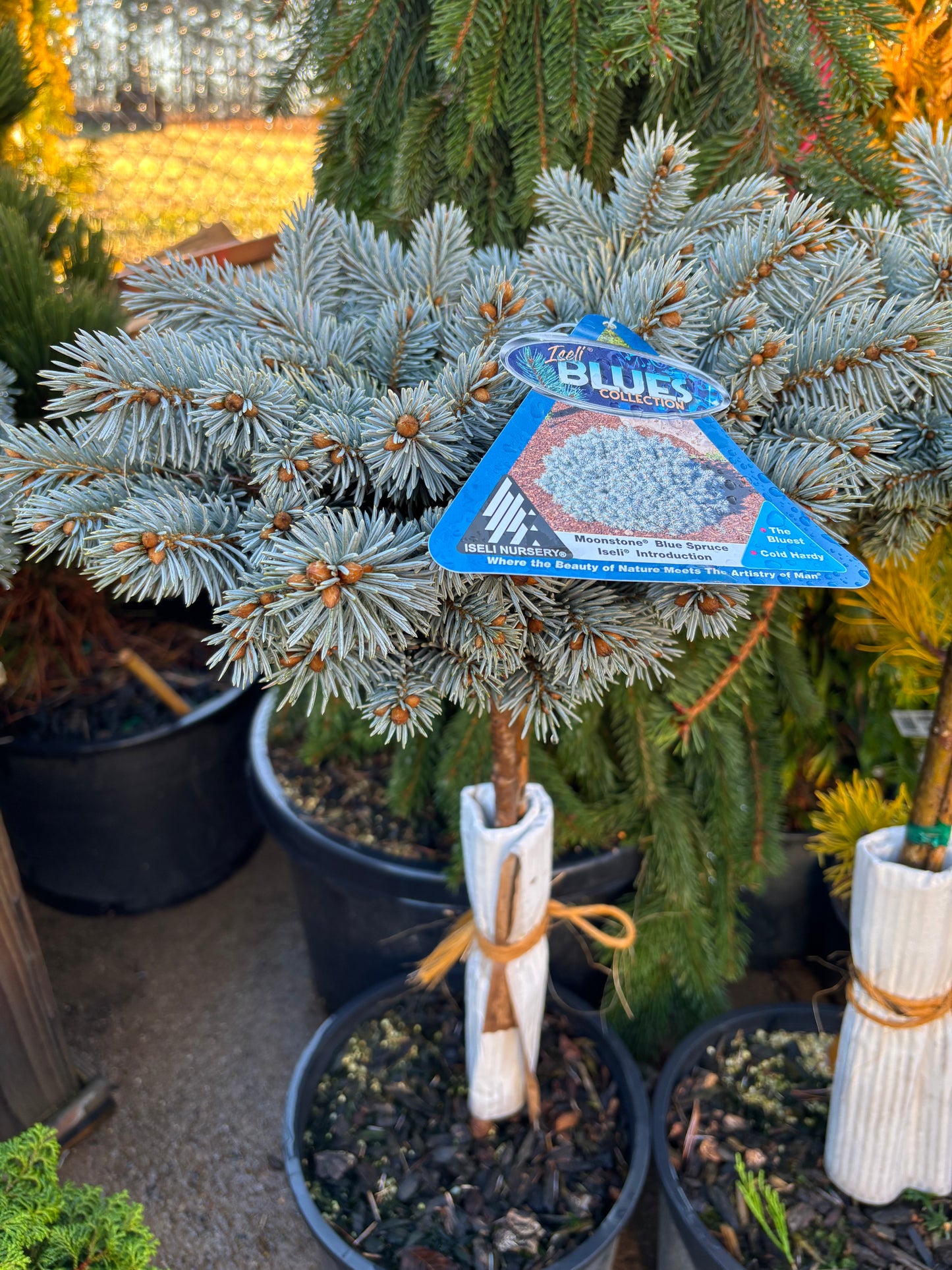 Picea pungens ‘Moonstone’ Dwarf Colorado Blue Spruce