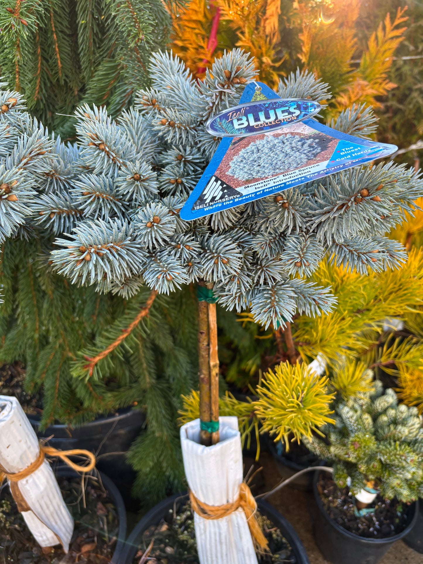 Picea pungens ‘Moonstone’ Dwarf Colorado Blue Spruce