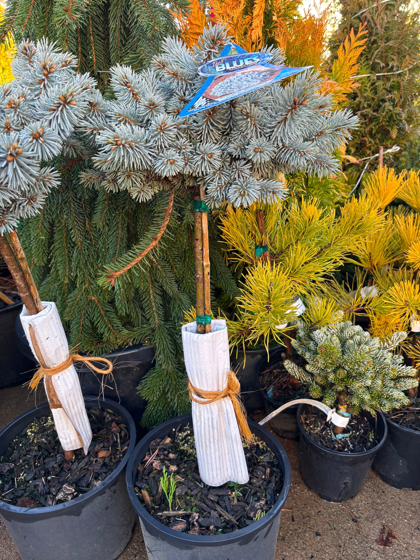 Picea pungens ‘Moonstone’ Dwarf Colorado Blue Spruce