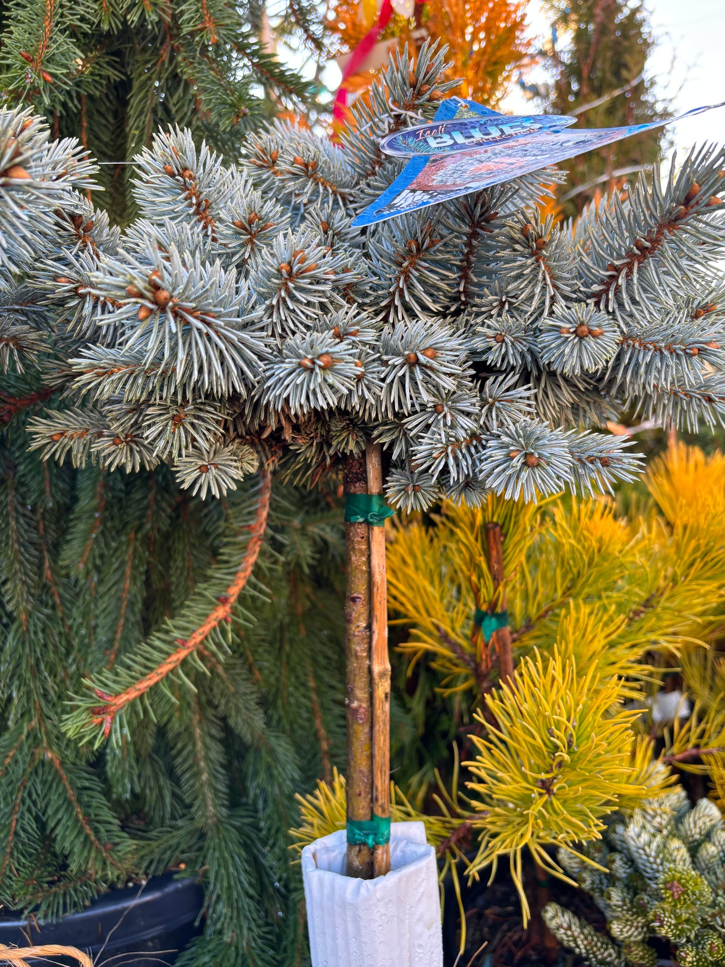 Picea pungens ‘Moonstone’ Dwarf Colorado Blue Spruce