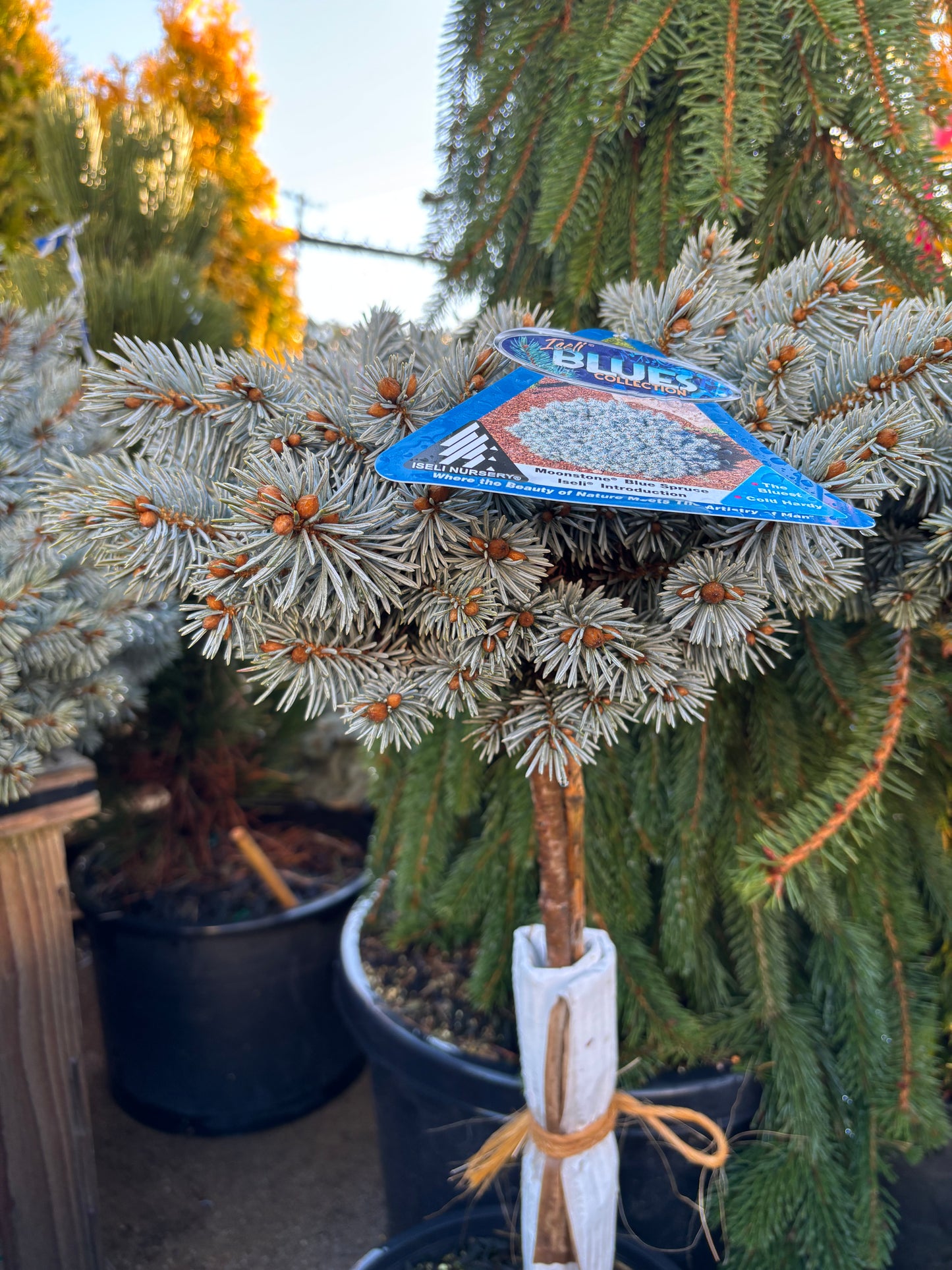 Picea pungens ‘Moonstone’ Dwarf Colorado Blue Spruce