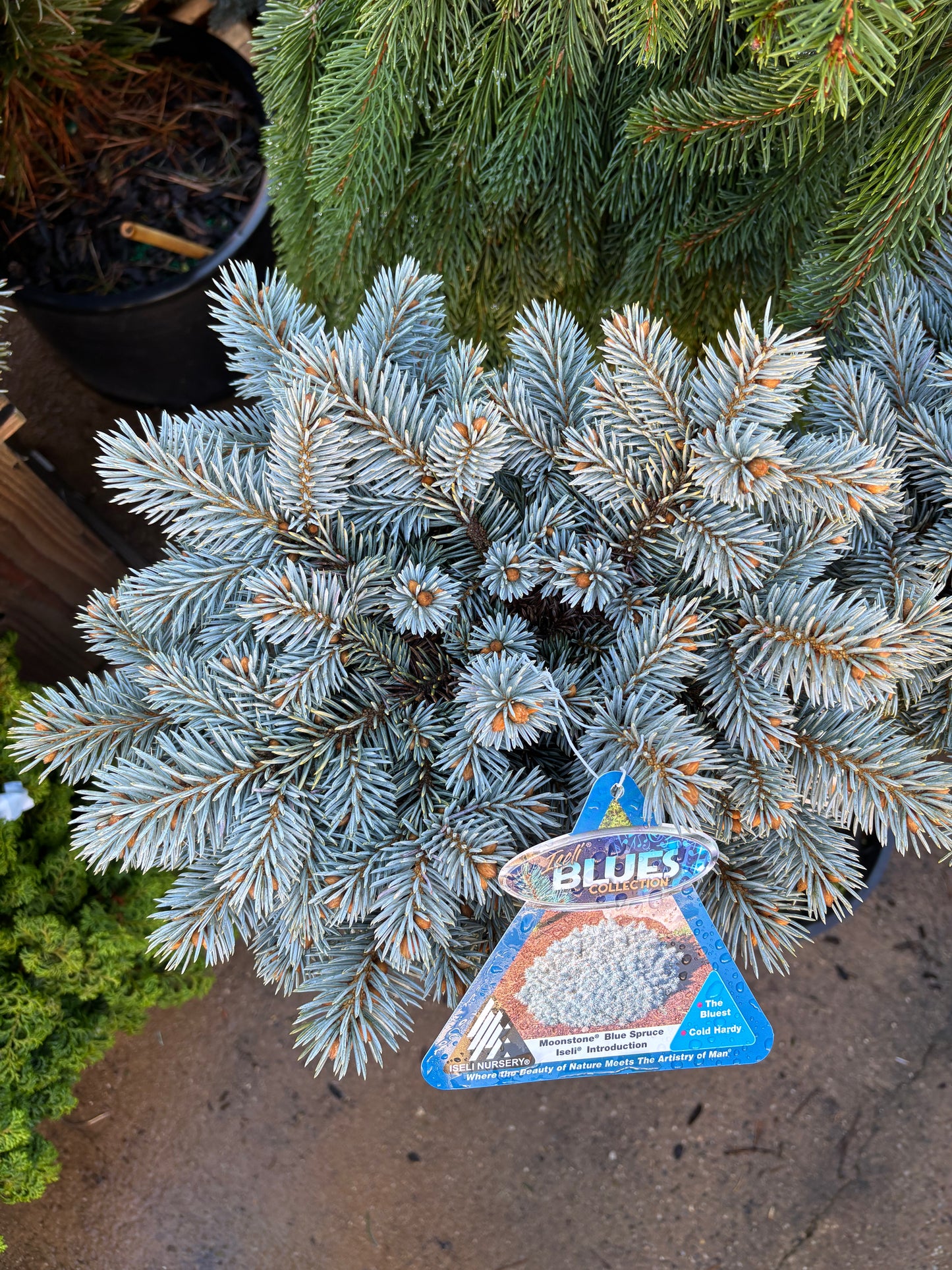 Picea pungens ‘Moonstone’ Dwarf Colorado Blue Spruce