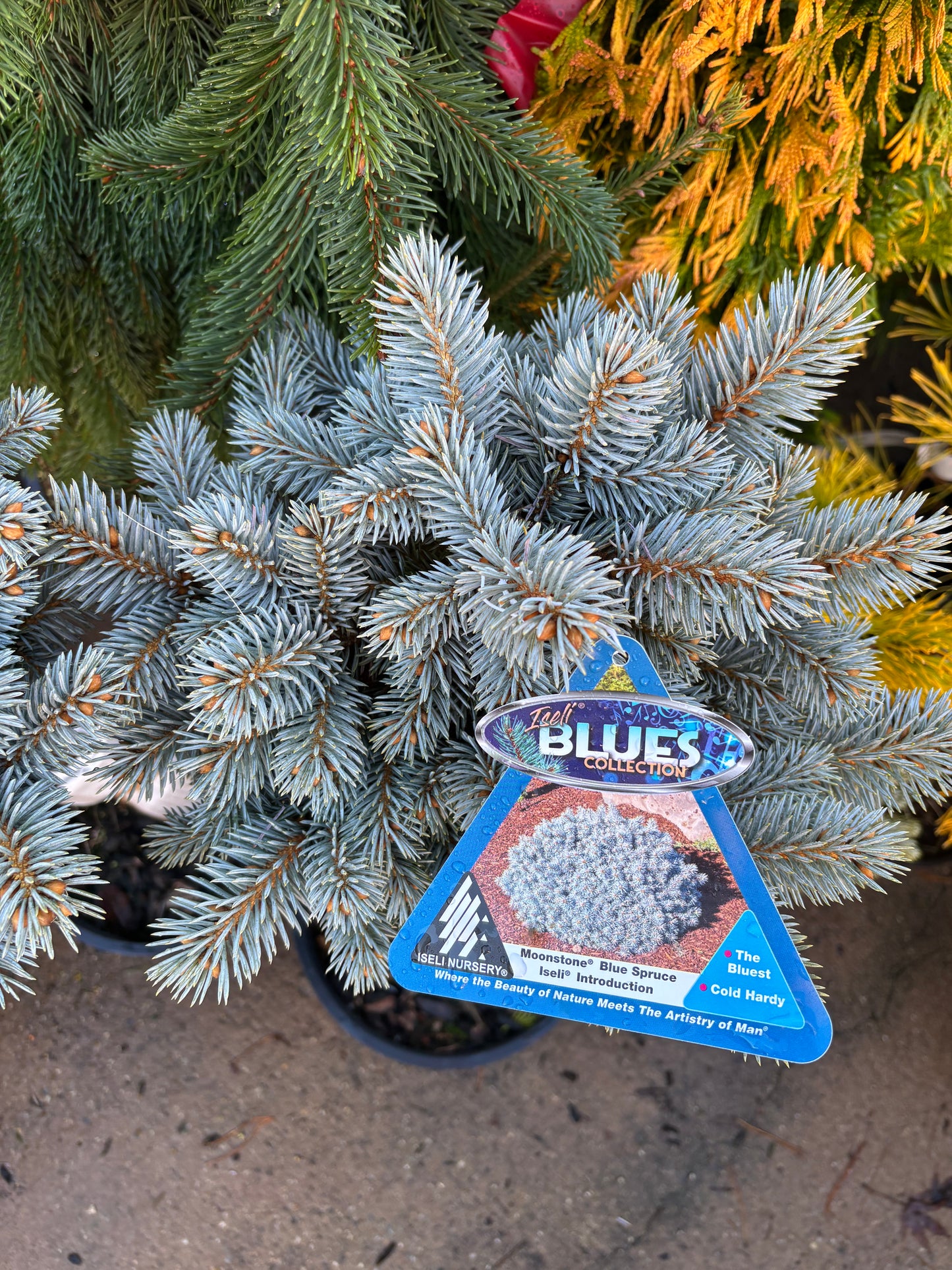 Picea pungens ‘Moonstone’ Dwarf Colorado Blue Spruce