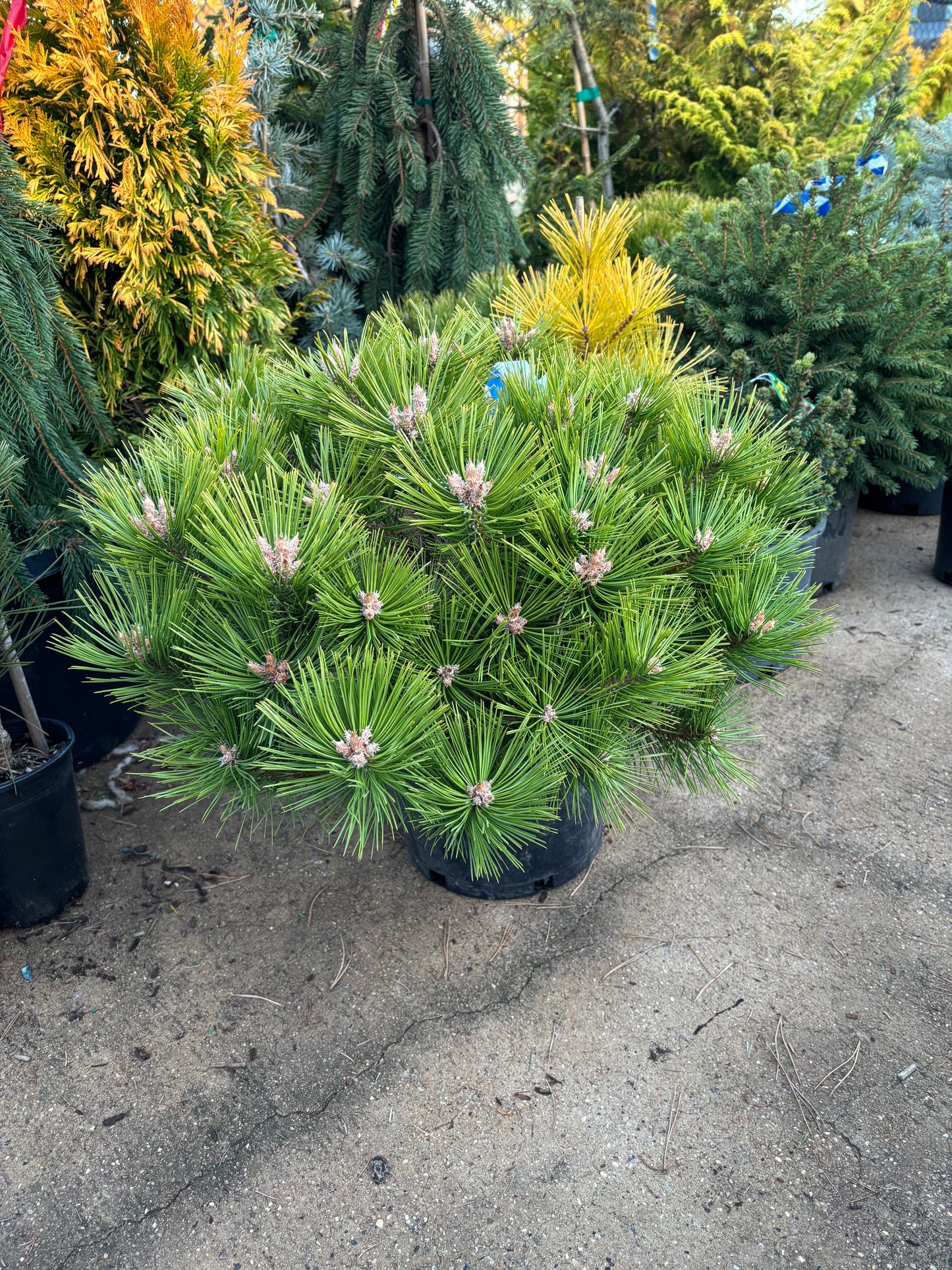 Pinus densiflora ‘Low Glow’