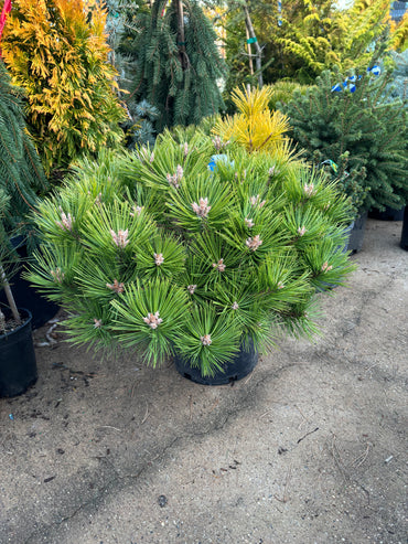 Pinus densiflora ‘Low Glow’