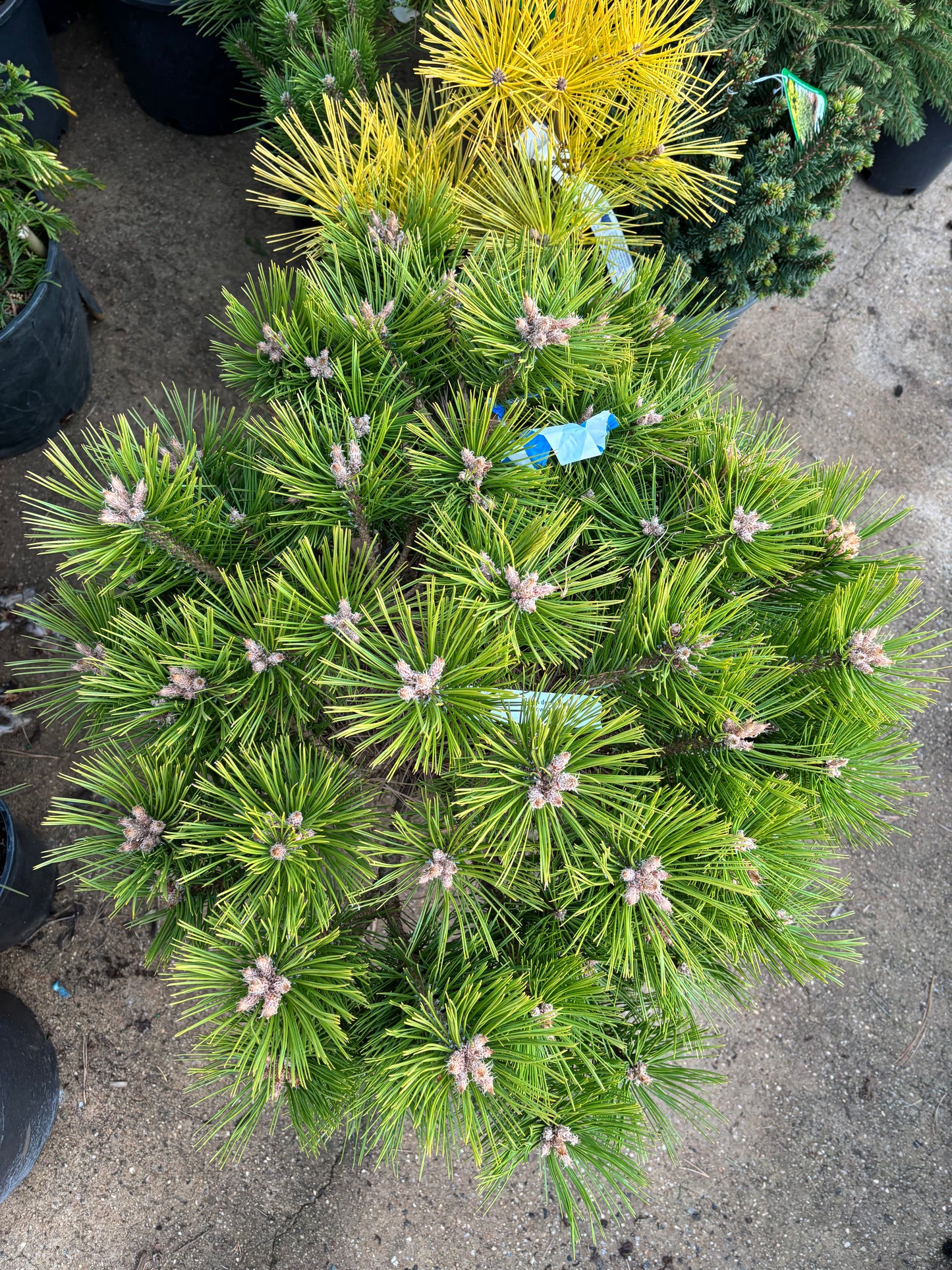 Pinus densiflora ‘Low Glow’