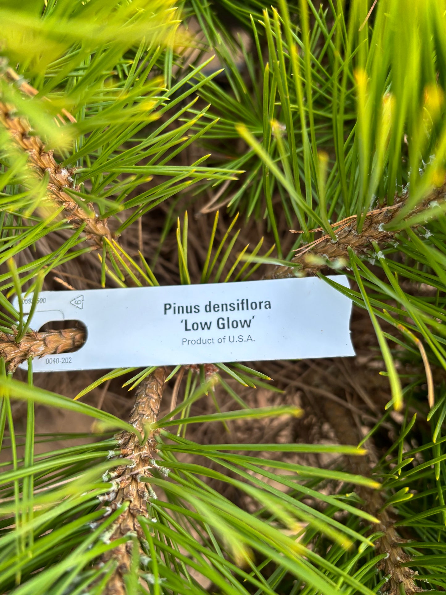 Pinus densiflora ‘Low Glow’