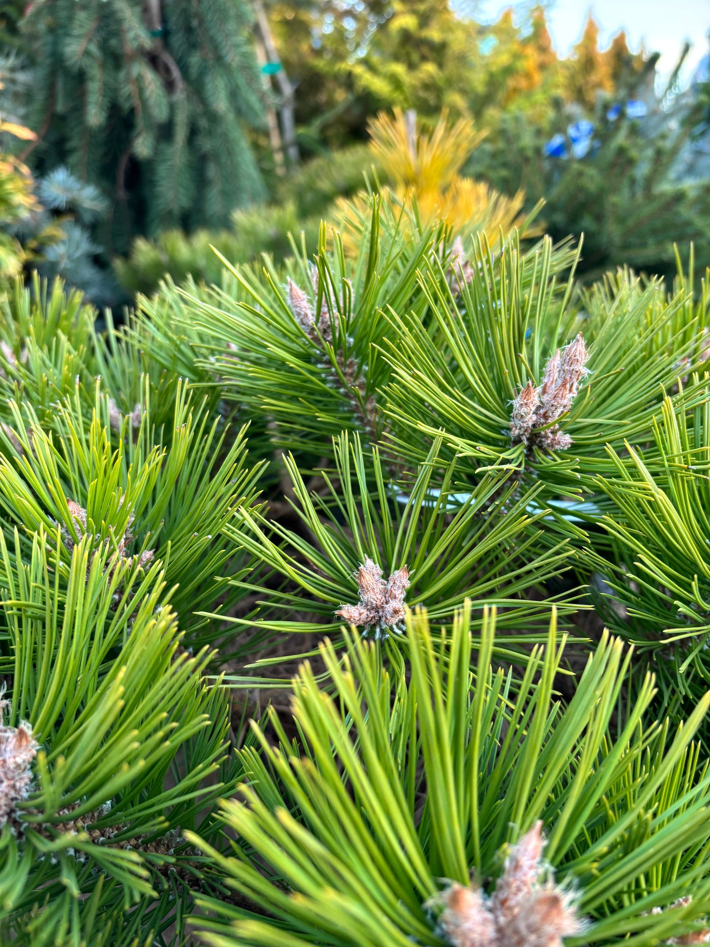 Pinus densiflora ‘Low Glow’