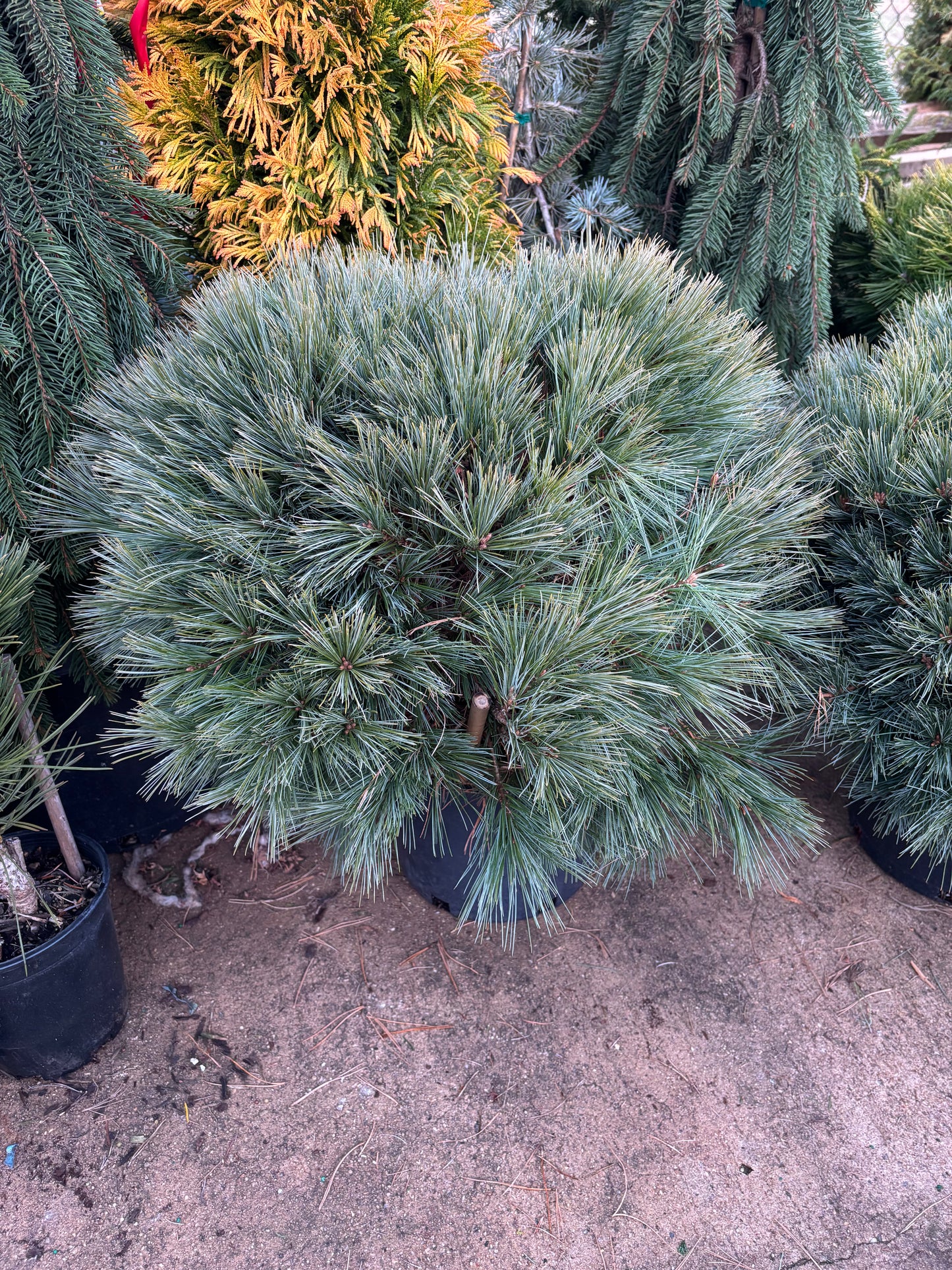Pinus strobus ‘Blue Shag’