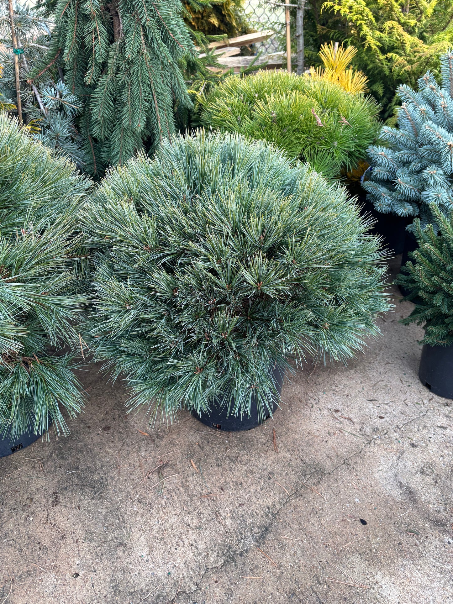 Pinus strobus ‘Blue Shag’