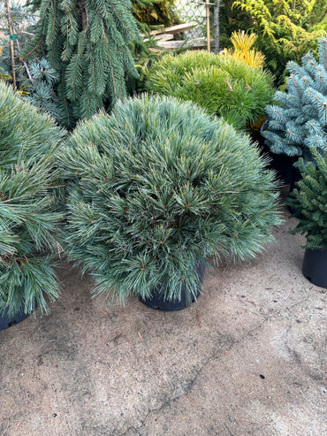 Pinus strobus ‘Blue Shag’