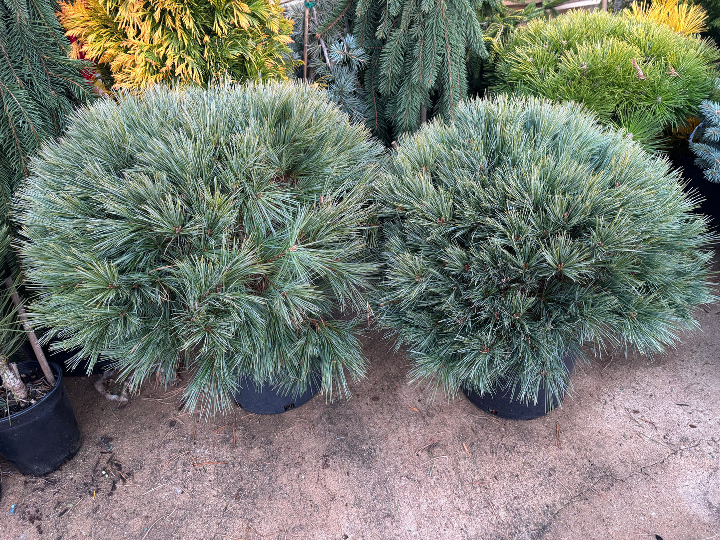Pinus strobus ‘Blue Shag’