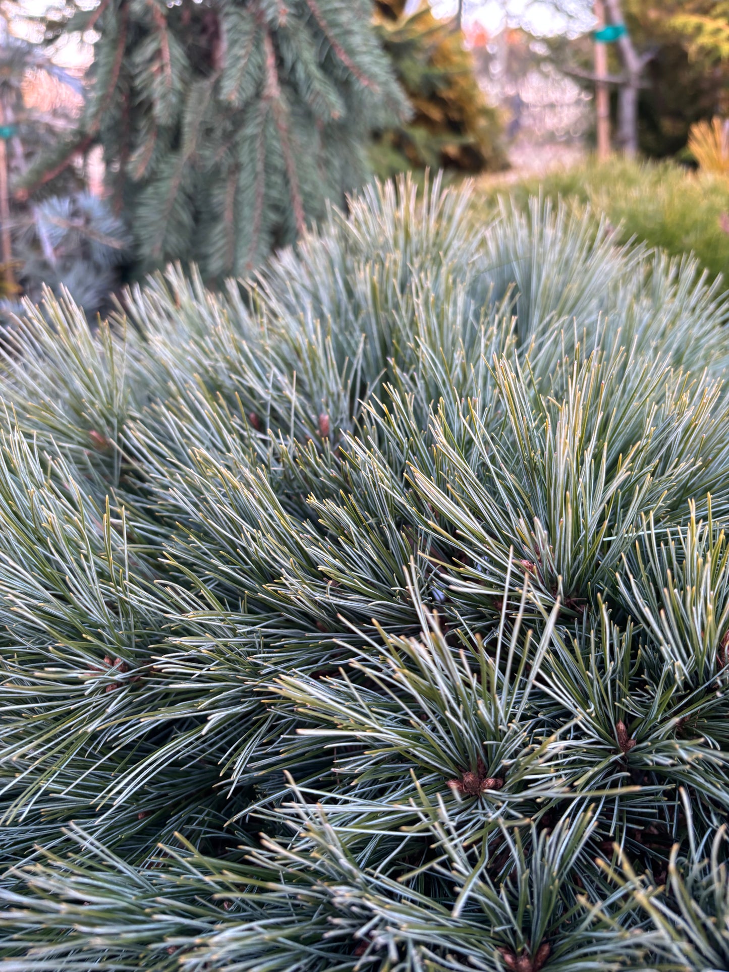 Pinus strobus ‘Blue Shag’