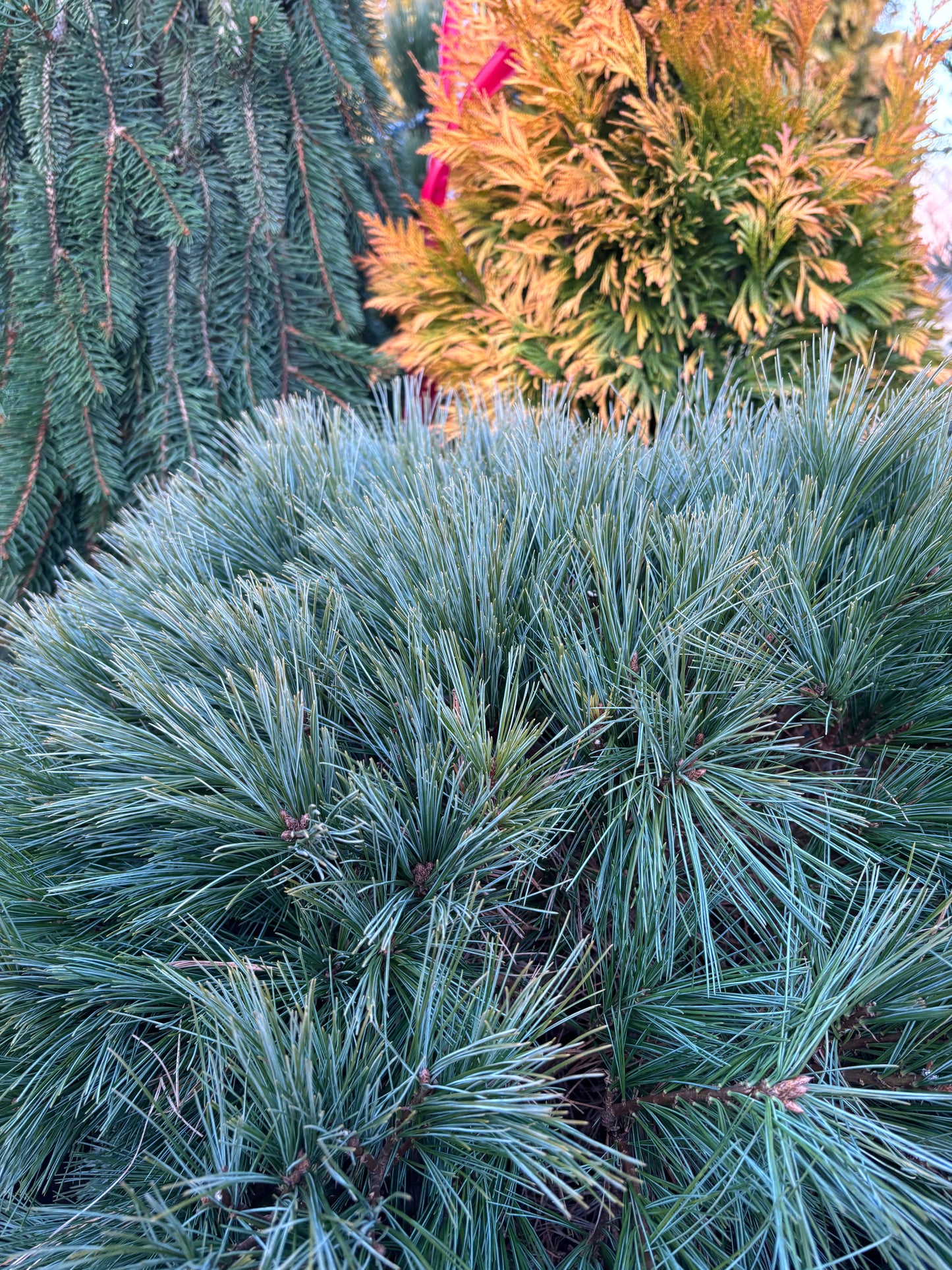 Pinus strobus ‘Blue Shag’