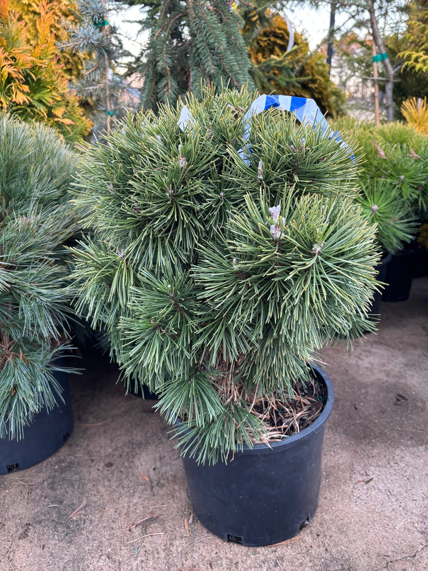 Pinus mugo ‘Big Tuna’