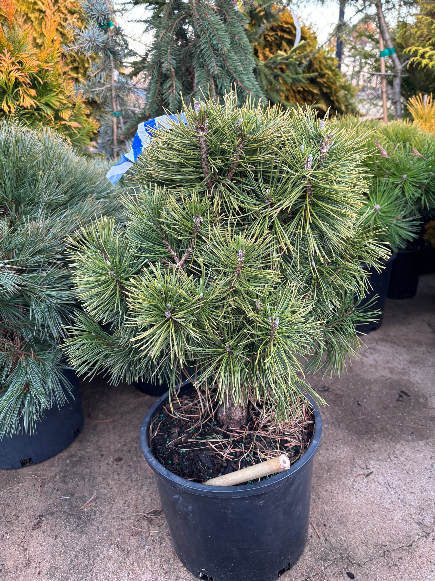 Pinus mugo ‘Big Tuna’