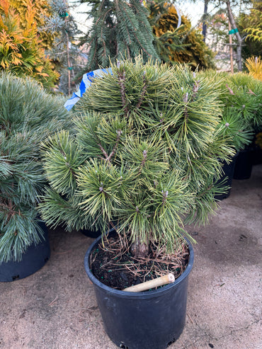 Pinus mugo ‘Big Tuna’