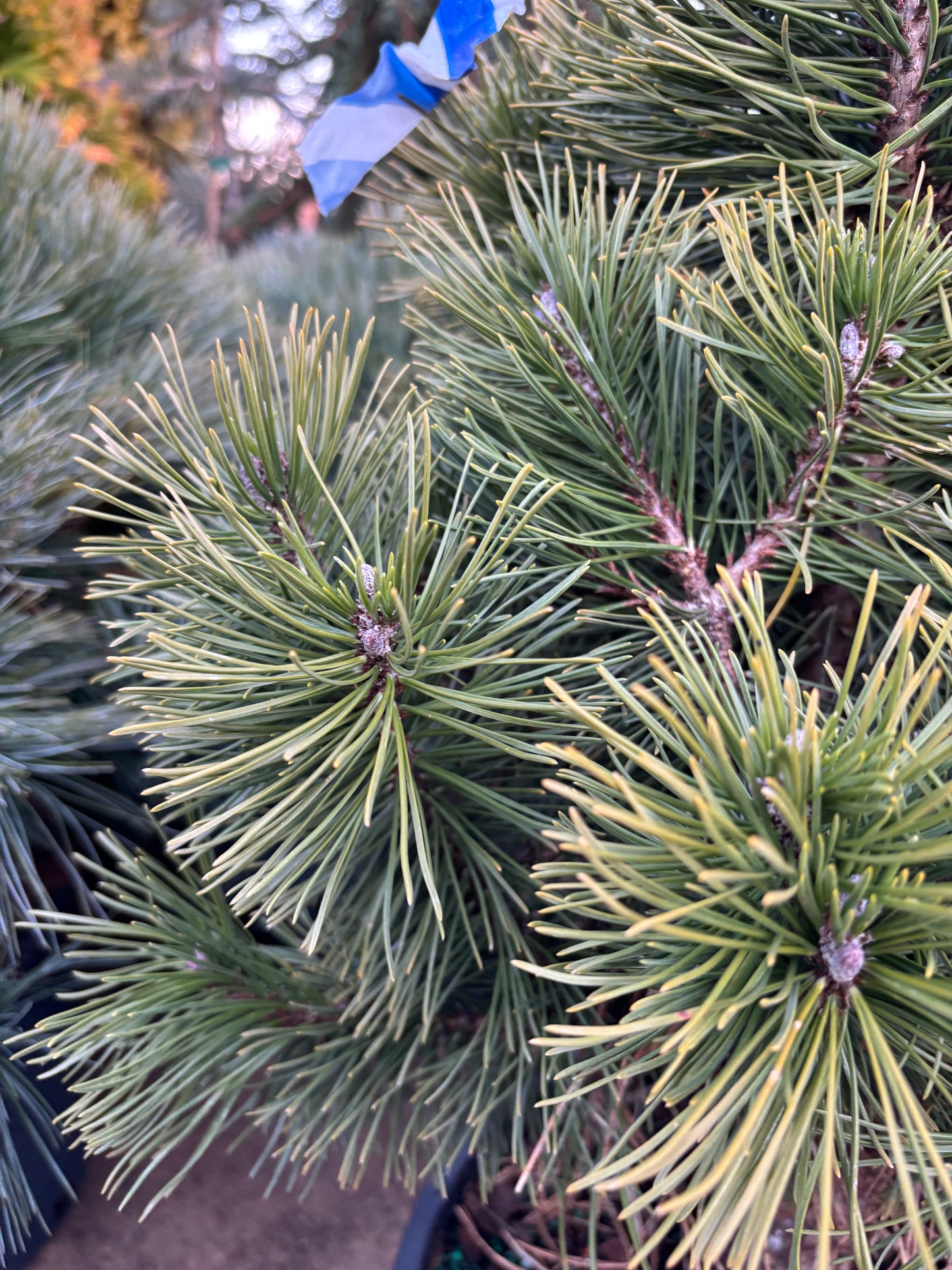 Pinus mugo ‘Big Tuna’