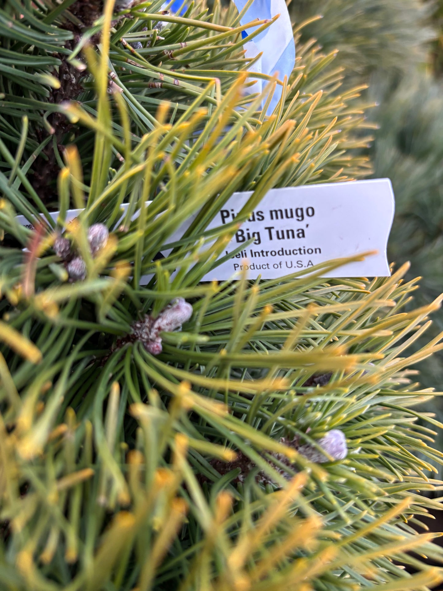 Pinus mugo ‘Big Tuna’