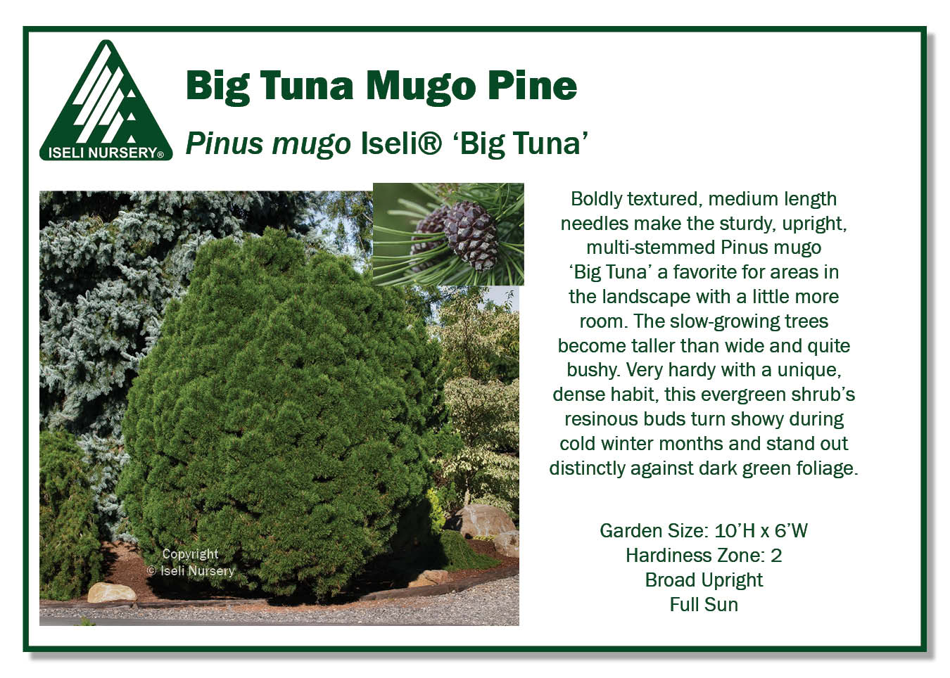 Pinus mugo ‘Big Tuna’