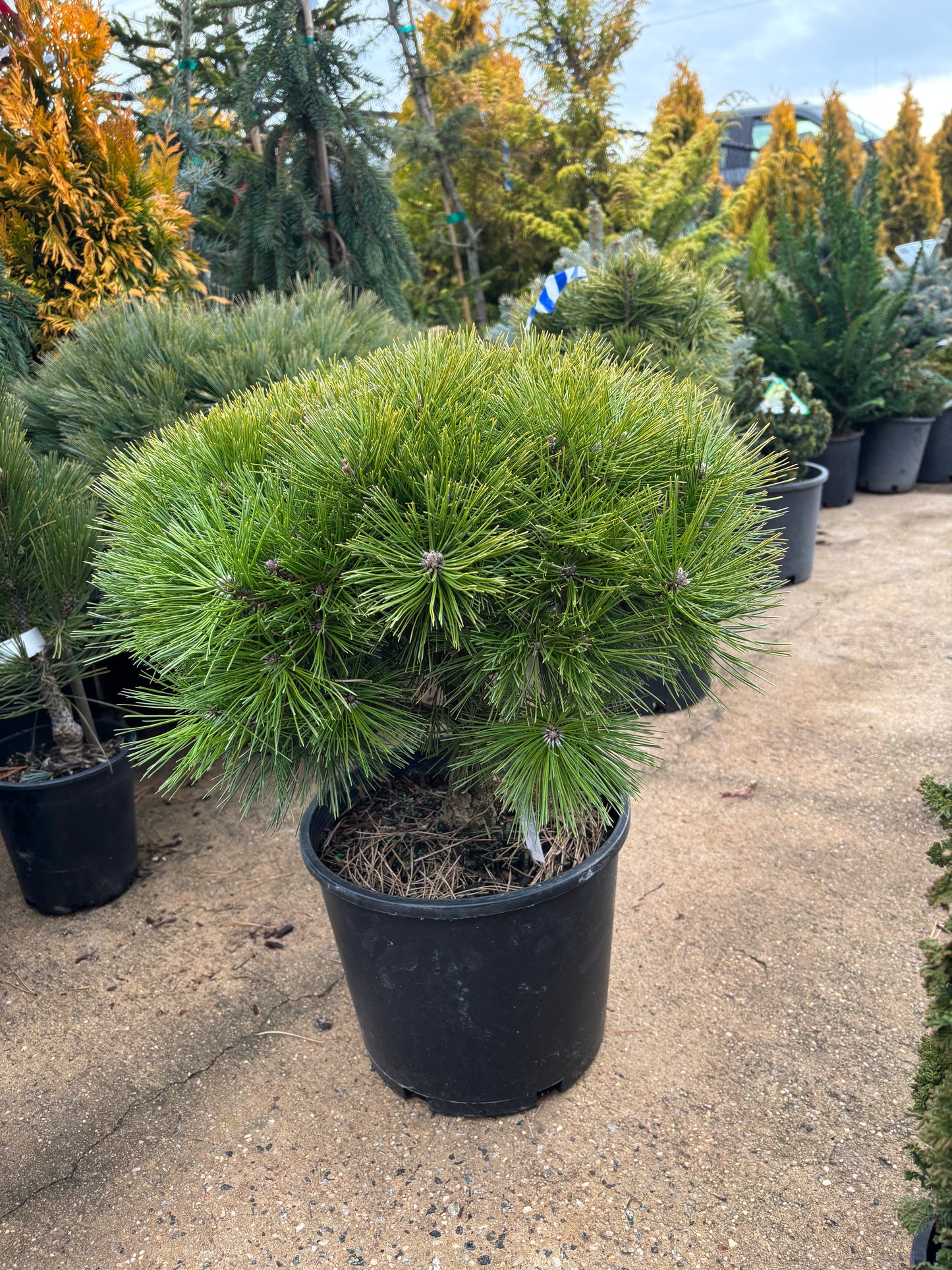 Pinus densiflora ‘Jane Kluis’