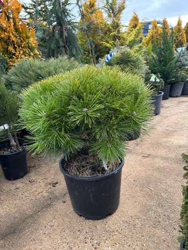 Pinus densiflora ‘Jane Kluis’
