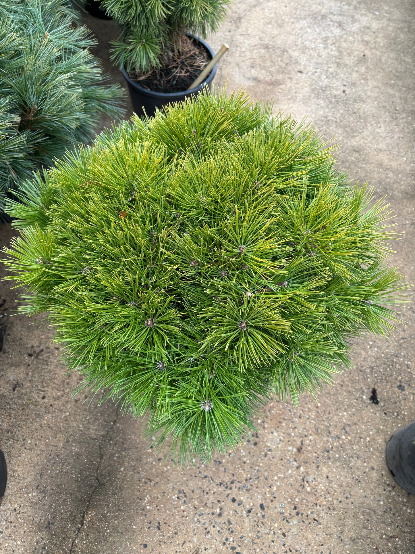 Pinus densiflora ‘Jane Kluis’