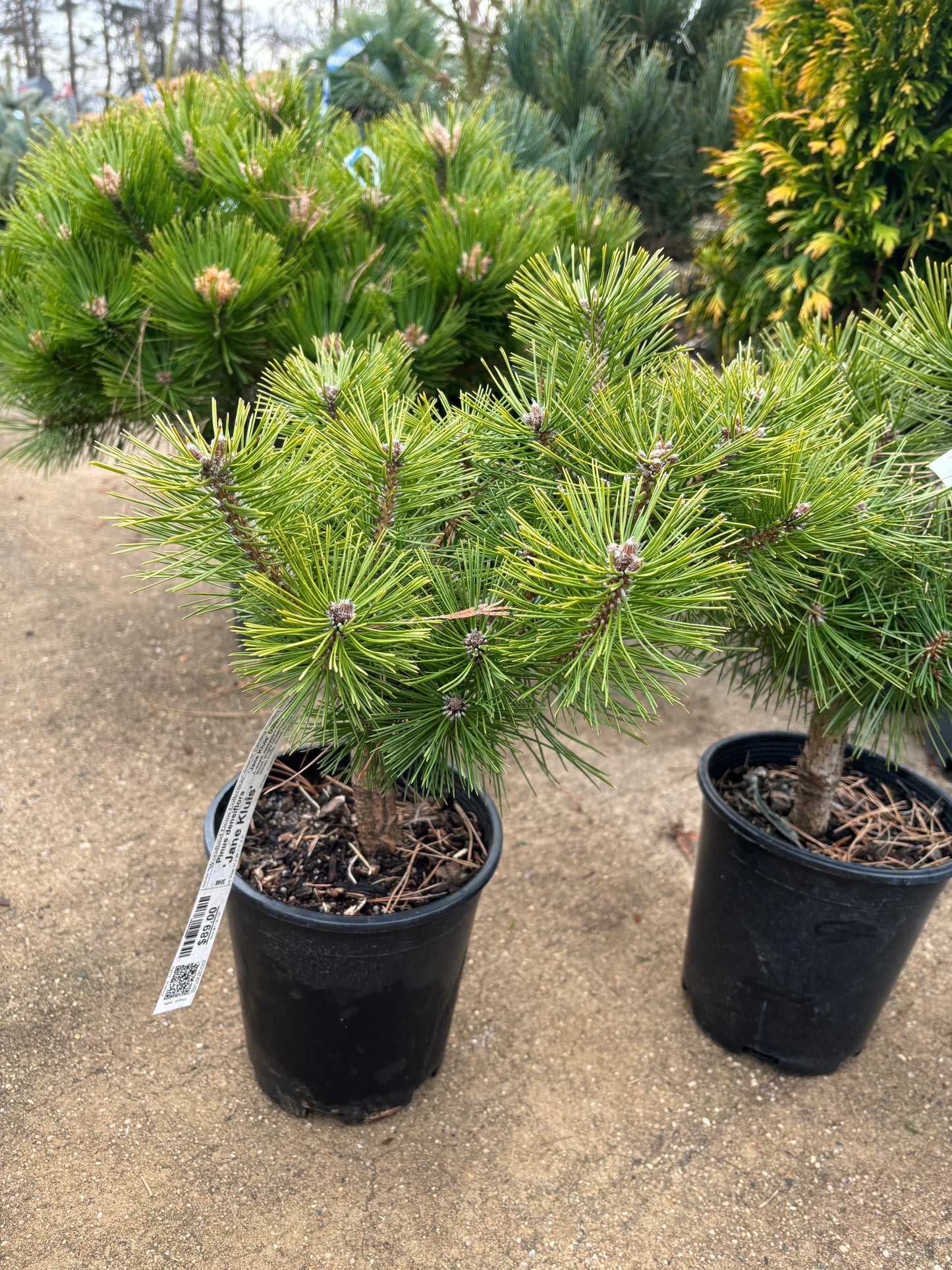 Pinus densiflora ‘Jane Kluis’