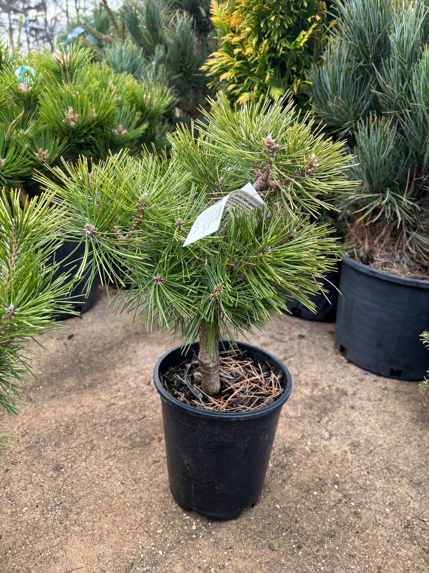 Pinus densiflora ‘Jane Kluis’