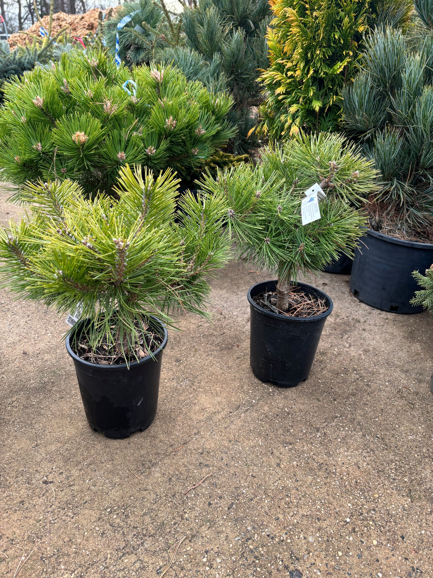 Pinus densiflora ‘Jane Kluis’