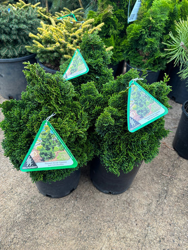 Chamaecyparis obtusa ‘Thoweil’