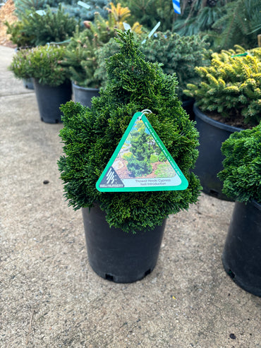 Chamaecyparis obtusa ‘Thoweil’