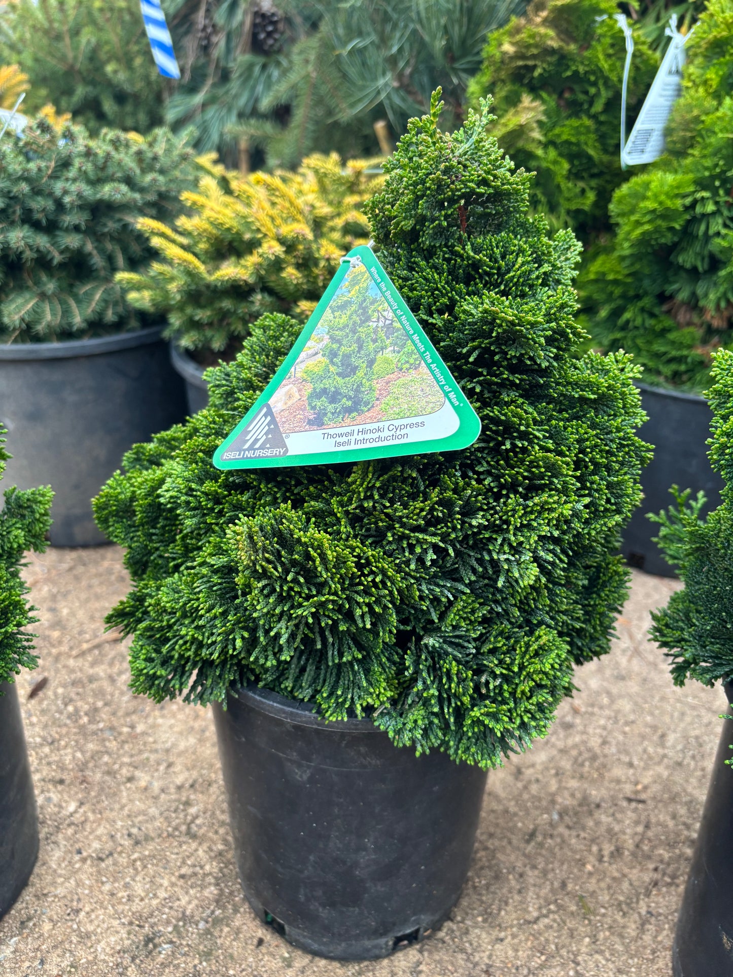 Chamaecyparis obtusa ‘Thoweil’