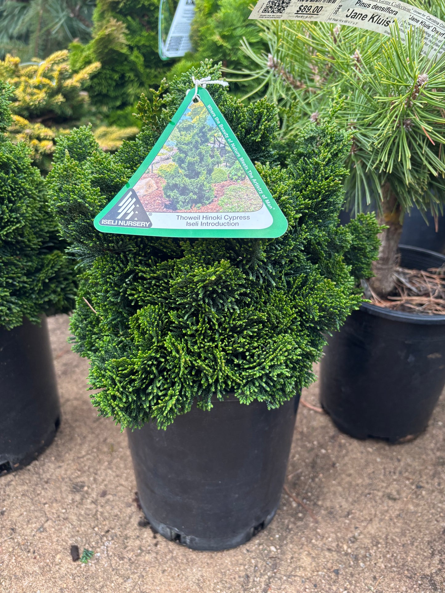 Chamaecyparis obtusa ‘Thoweil’