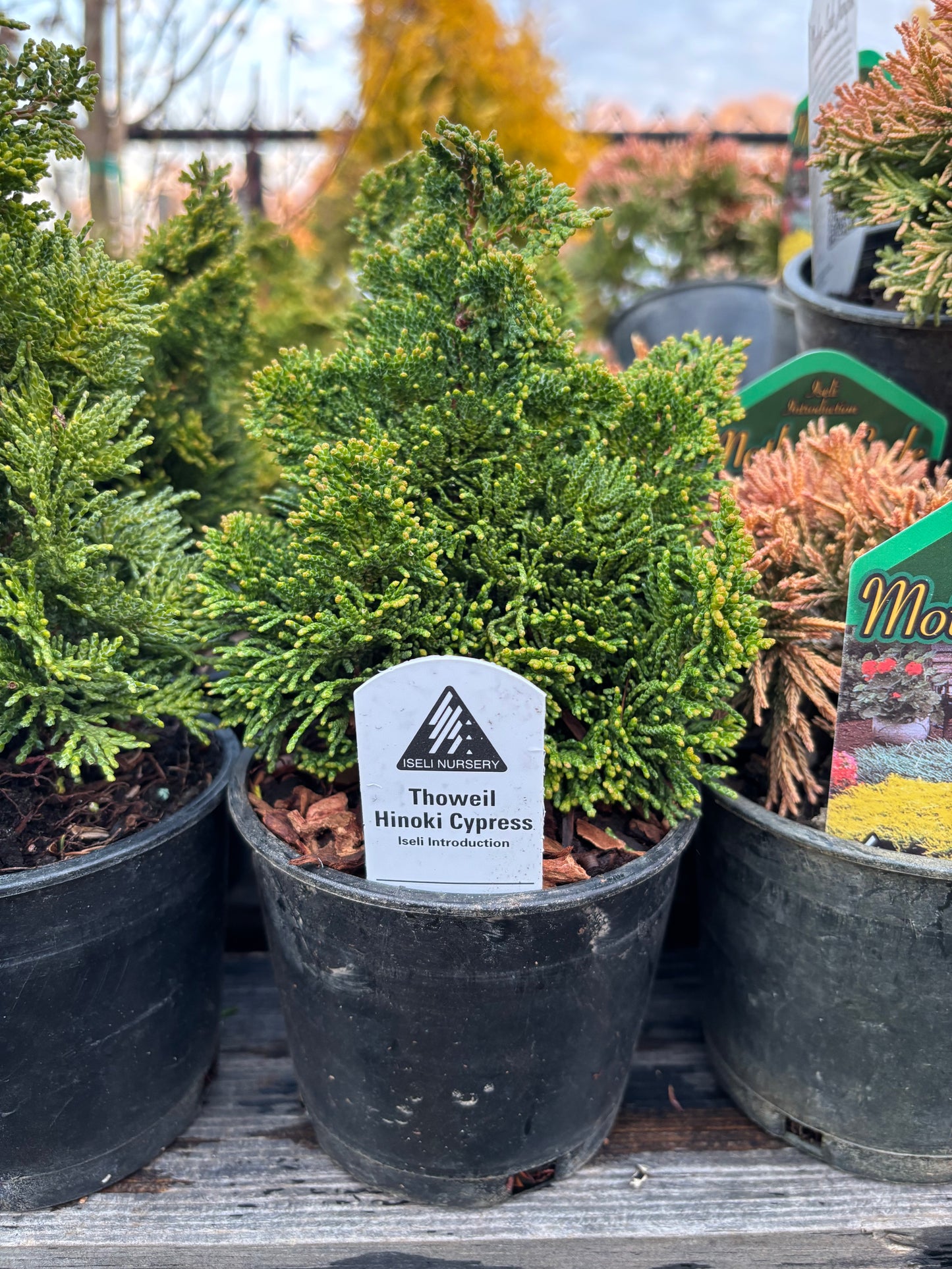 Chamaecyparis obtusa ‘Thoweil’