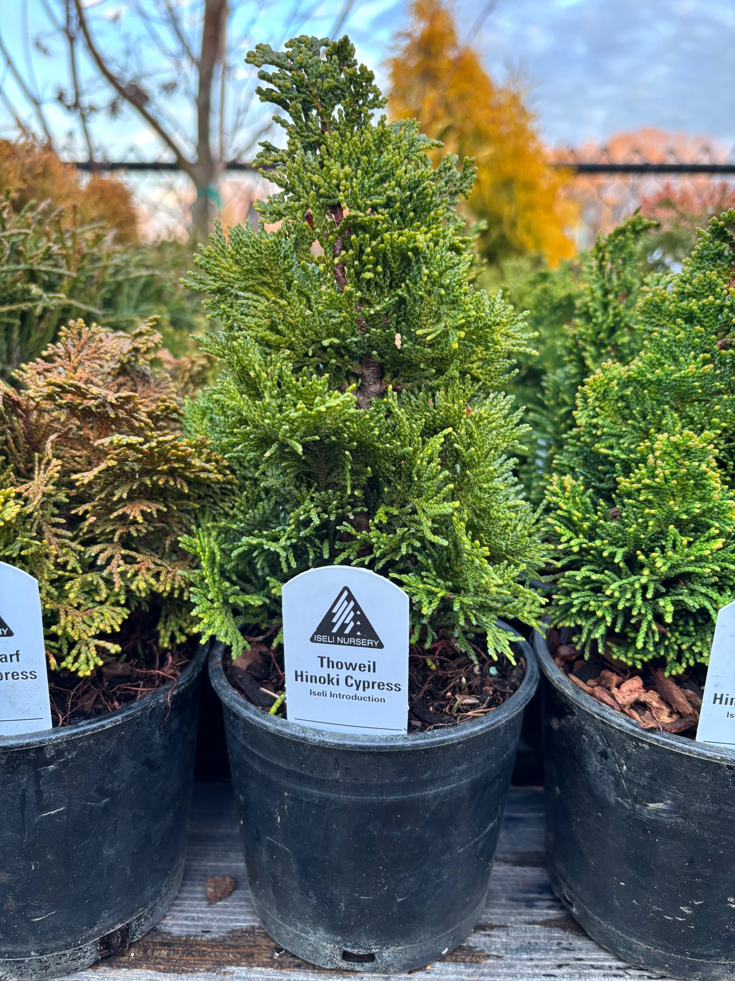 Chamaecyparis obtusa ‘Thoweil’