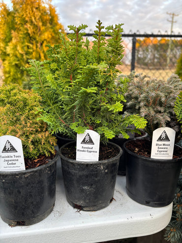 ‘Filicoides Compacta’ Fernleaf Hinoki cypress