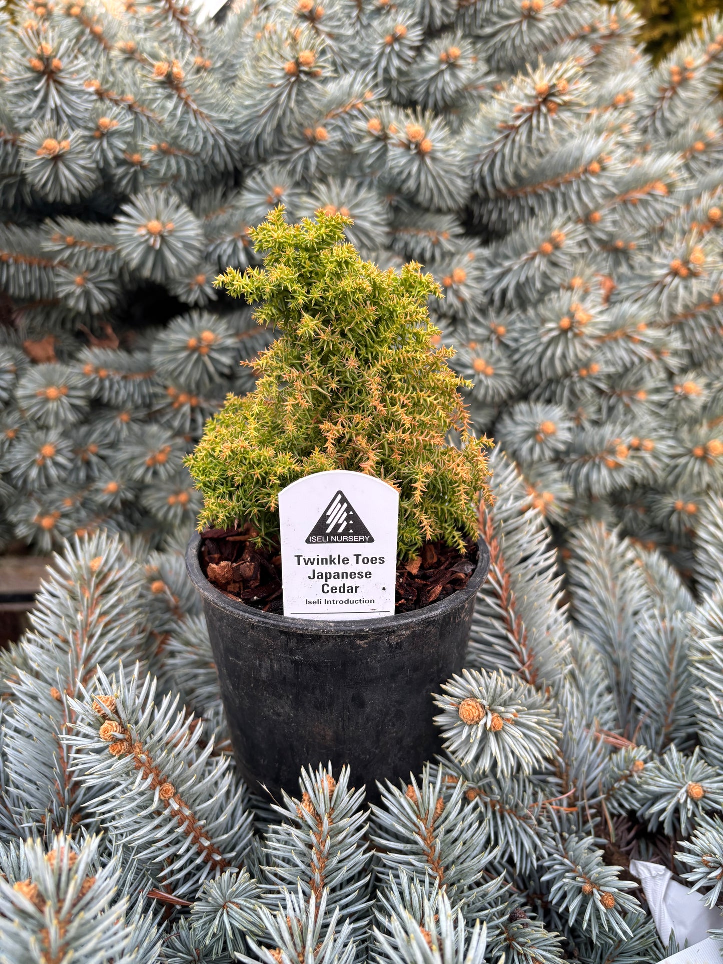 Cryptomeria japonica ‘Twinkle Toes’