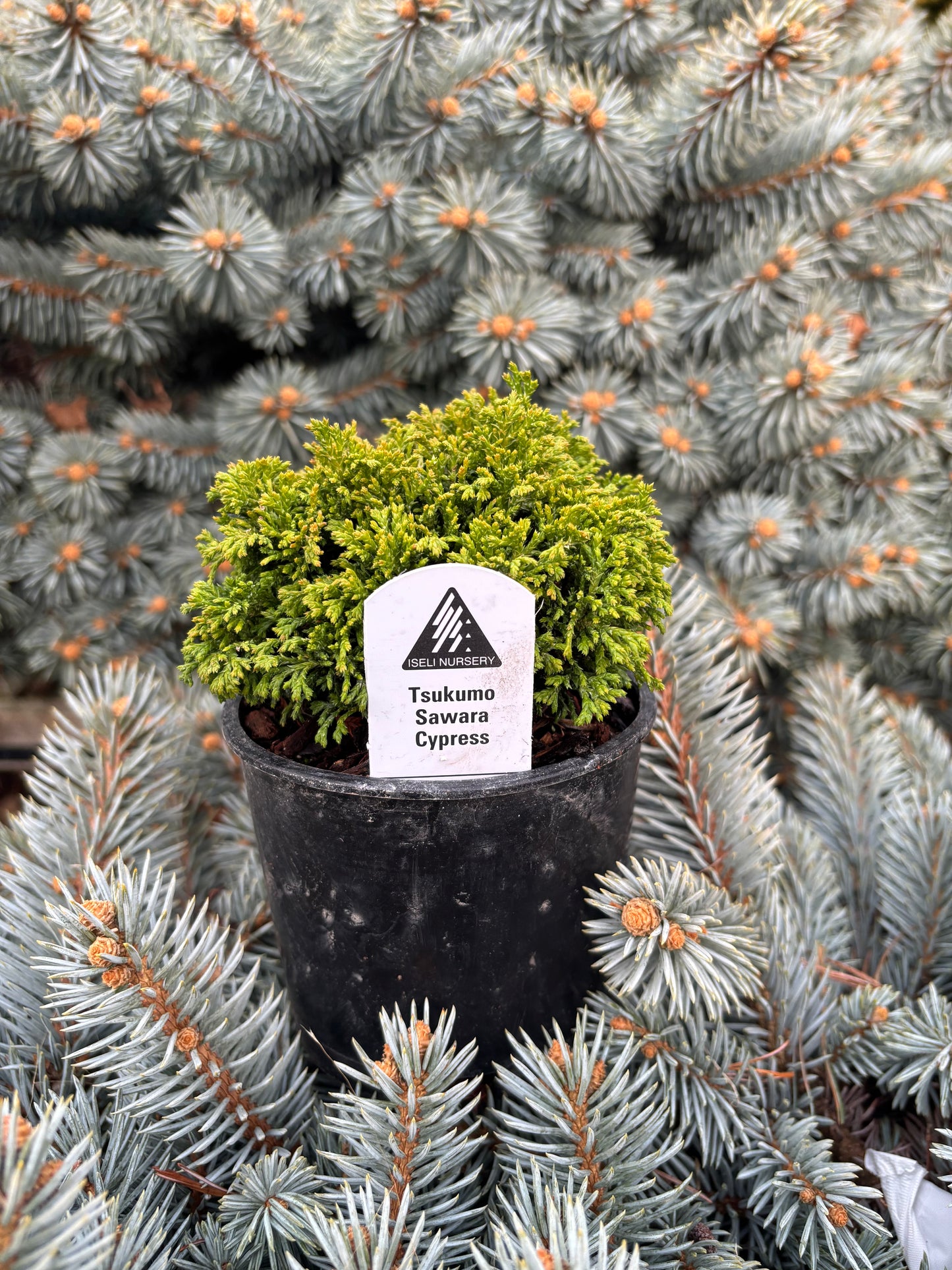 Chamaecyparis pisifera ‘Tsukumo’