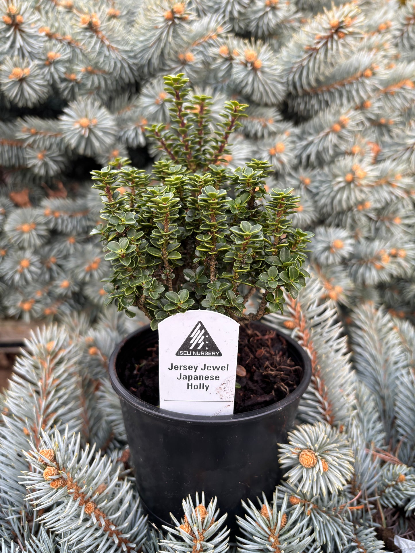 Ilex crenata ‘Jersey Jewel’